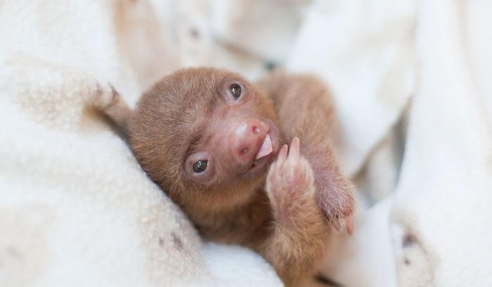 Cette association située au Costa Rica s'occupe des bébés paresseux orphelins | #9