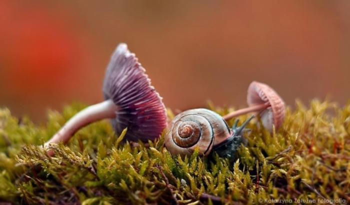 Découvrez le petit monde merveilleux des escargots ! | #6