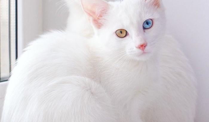 Ces 2 chats blancs aux yeux vairons ont un regard absolument magnifique | #3
