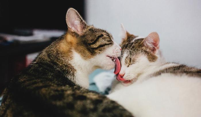 Ces adorables animaux se font des bisous, et ça nous donne envie de faire pareil | #8