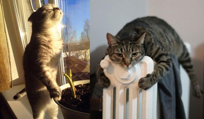 30 chats qui adorent la chaleur