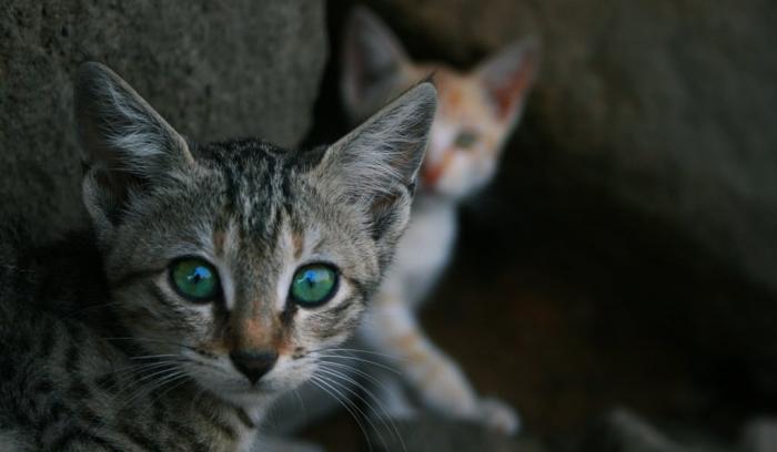 18 photos de chats tellement adorables que vous ne pourrez pas vous empêcher de sourire | #17