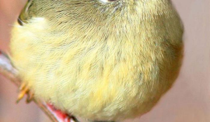 15 animaux tout ronds qui rouleront vers votre coeur illico | #8