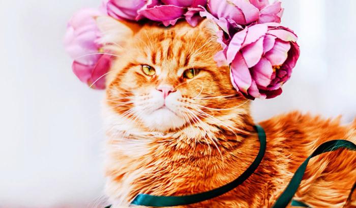 Découvrez Ginger, le chat roux tellement magnifique qu'il a son photographe personnel | #19