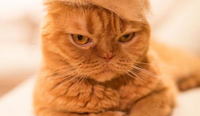 13 chats avec des chapeaux sur la tête faits de leurs propres poils | #4