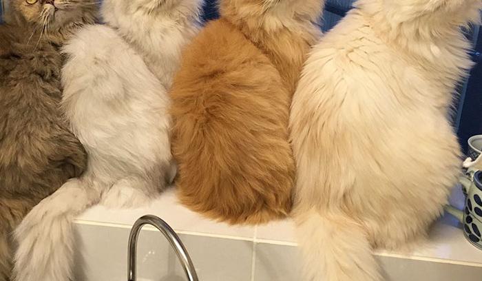 Cette femme aux 12 chats a conquis Instagram avec ses magnifiques chats persans | #5