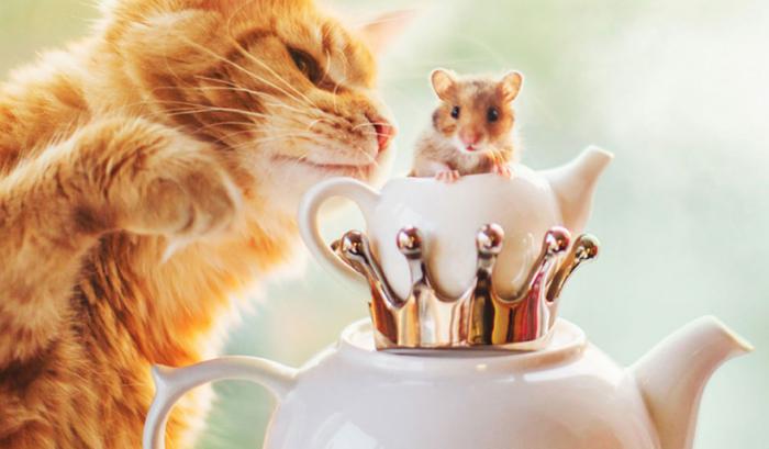 Découvrez Ginger, le chat roux tellement magnifique qu'il a son photographe personnel | #15