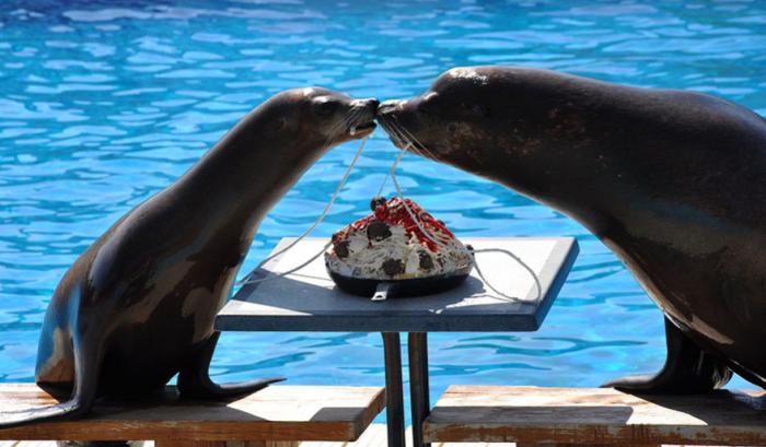 Ces adorables animaux se font des bisous, et ça nous donne envie de faire pareil | #37
