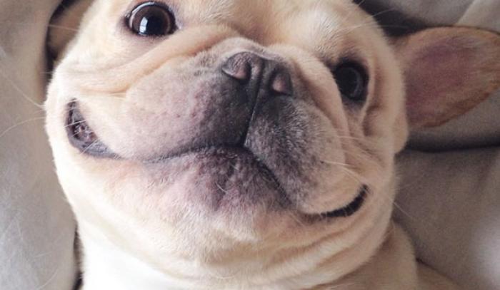 Découvrez Milo, le bulldog narcoleptique qui va vous faire sourire illico ! | #3