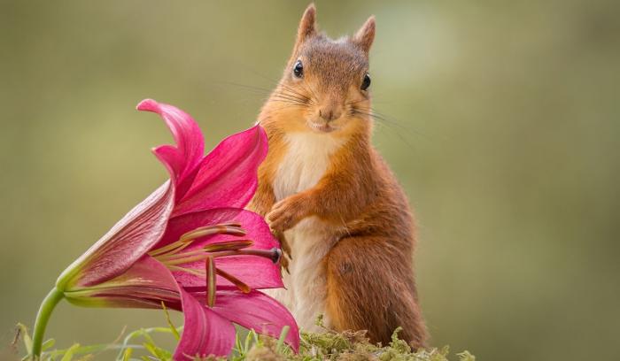 11 photos d'écureuils vraiment adorables