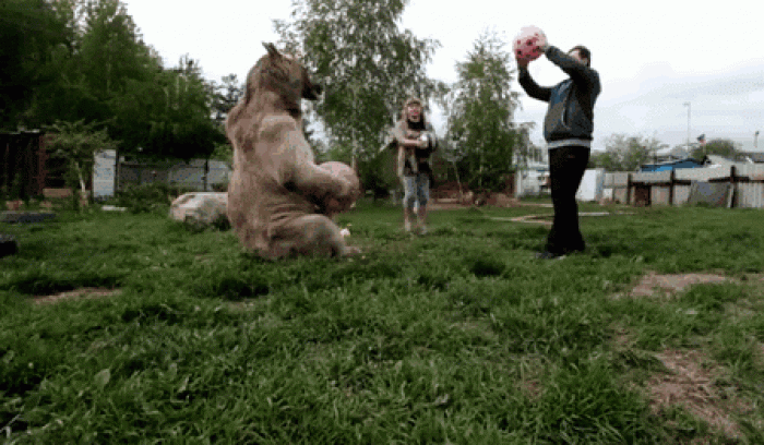 Un couple russe a adopté un ours orphelin il y a 23 ans, et ils vivent toujours tous ensemble ! | #9