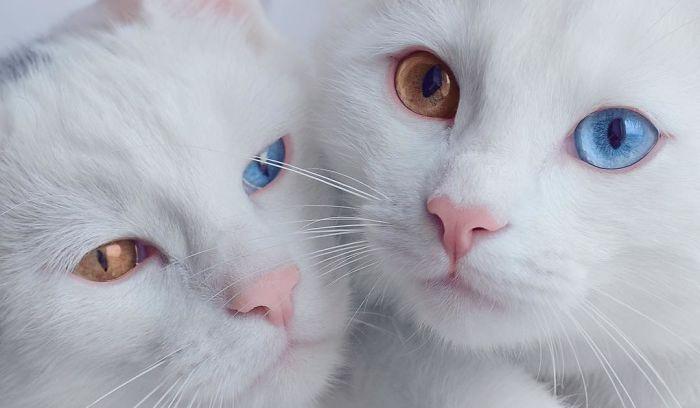 Ces 2 Chats Blancs Aux Yeux Vairons Ont Un Regard Absolument Magnifique So Busy Girls