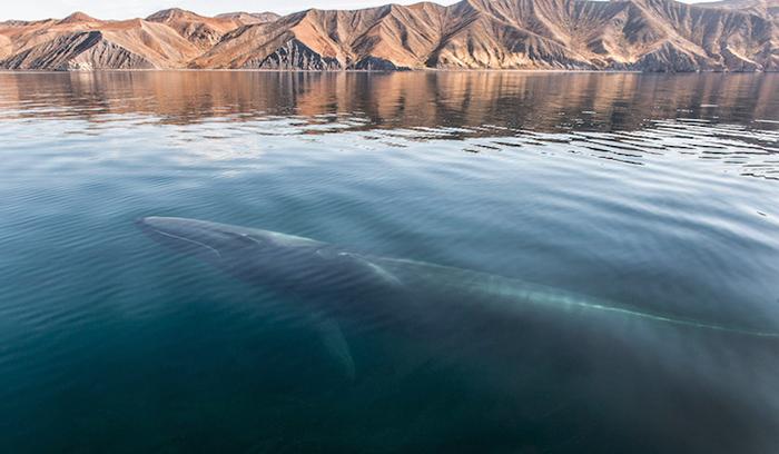 Ce photographe a passé 25 ans à montrer la beauté majestueuse des dauphins et des baleines | #4