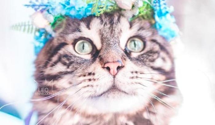 Cette femme prend des photos sublimes de ses chats qui portent des couronnes de fleurs – c'est vraiment trop chou ! | #2