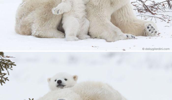 Ces mamans ourses et leur ourson sont vraiment trop mignons ! | #3