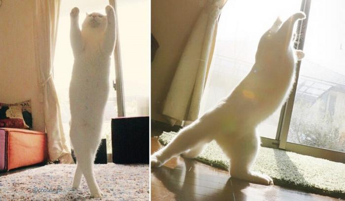 Ce chat danse le ballet comme personne