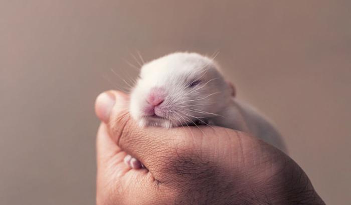 Ce bébé lapin est tellement mignon que vous allez vouloir le même ! | #4