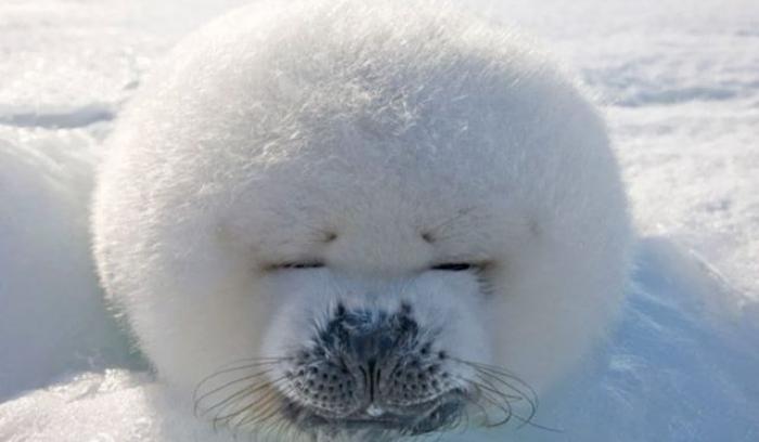 15 animaux tout ronds qui rouleront vers votre coeur illico | #9