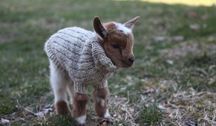 3 bébés chèvres reçoivent de petits pulls tricotés main pour rester bien au chaud | #5