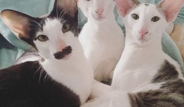 21 photos des plus beaux chats : vous n'allez pas pouvoir leur résister ! | #3