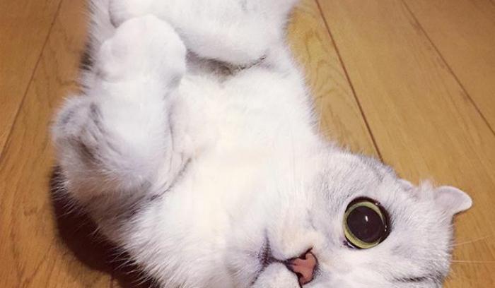 Découvrez Hana, le chat aux grands yeux ronds qui fait fondre le coeur des Instagramers | #5