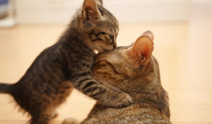 17 animaux adorables qui pourront toujours compter sur l'amour de leur mère