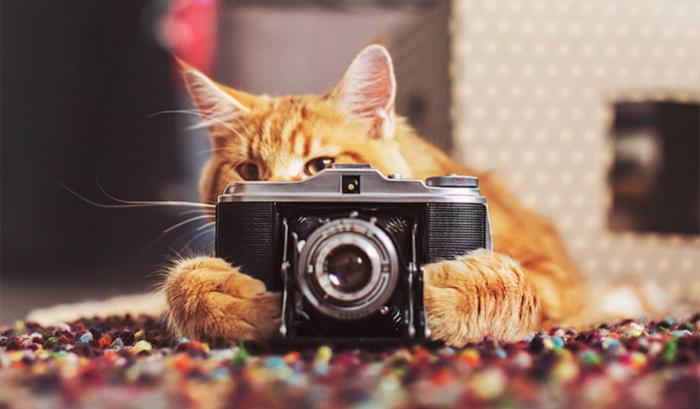 Découvrez Ginger, le chat roux tellement magnifique qu'il a son photographe personnel | #5