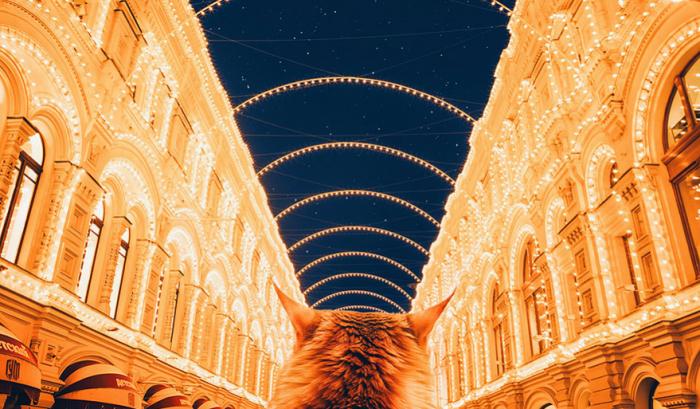 Découvrez Ginger, le chat roux tellement magnifique qu'il a son photographe personnel | #6