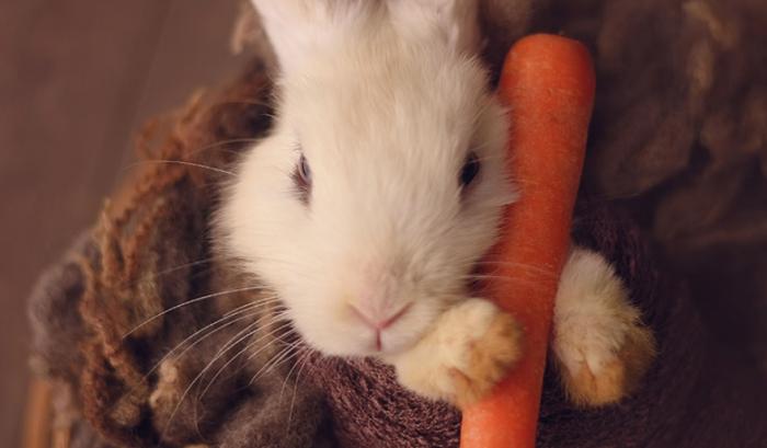 Ce bébé lapin est tellement mignon que vous allez avoir envie de lui faire un câlin | #8