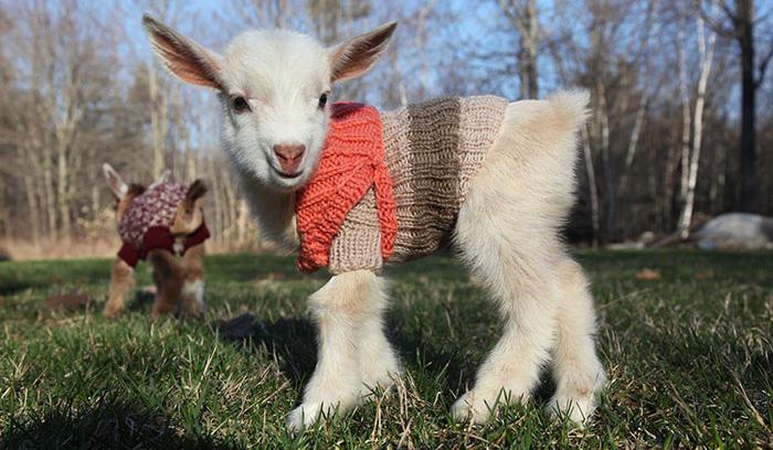 3 bébés chèvres reçoivent de petits pulls tricotés main pour rester bien au chaud | #3