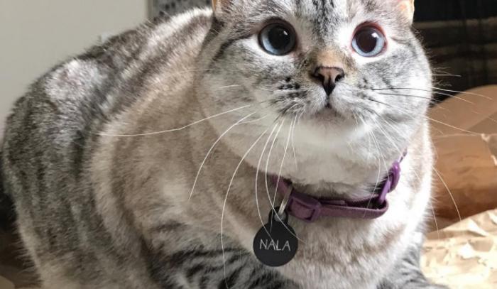 Nala, le chat le plus célèbre d'Instagram, nous fera toujours sourire | #5