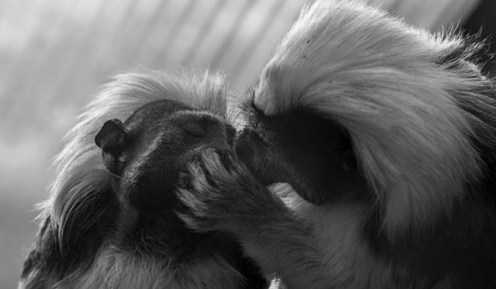 Ces adorables animaux se font des bisous, et ça nous donne envie de faire pareil | #42