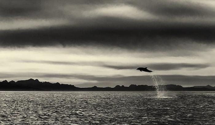 Ce photographe a passé 25 ans à montrer la beauté majestueuse des dauphins et des baleines