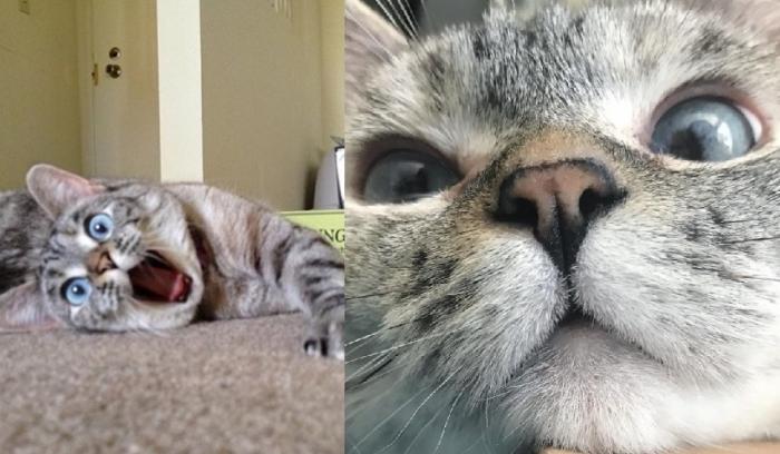 Nala, le chat le plus célèbre d'Instagram, nous fera toujours sourire