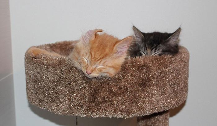 Ces chats sont inséparables : ils continuent à vouloir dormir ensemble même s'ils sont devenus bien trop grand pour leur lit | #2