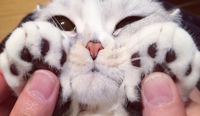 Découvrez Hana, le chat aux grands yeux ronds qui fait fondre le coeur des Instagramers | #2