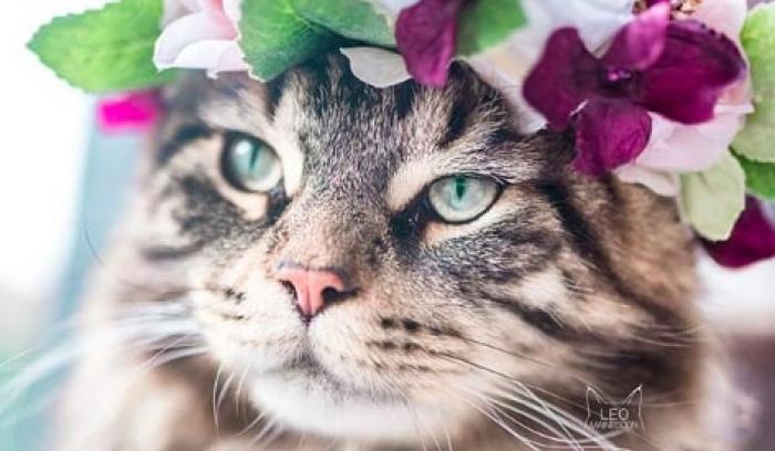 Cette femme prend des photos sublimes de ses chats qui portent des couronnes de fleurs – c'est vraiment trop chou ! | #8