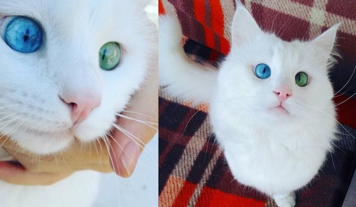 Ce chat blanc aux yeux vairons a vraiment un regard hypnotique et magnifique !