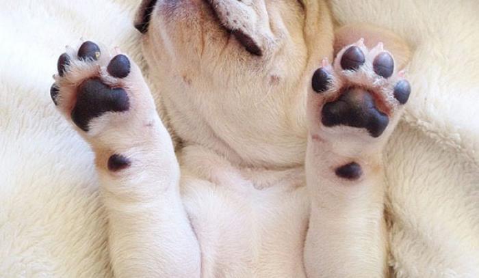 Découvrez Milo, le bulldog narcoleptique qui va vous faire sourire illico ! | #2