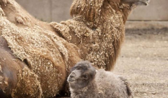 12 bébés animaux qui feront fondre les plus durs d'entre nous | #13