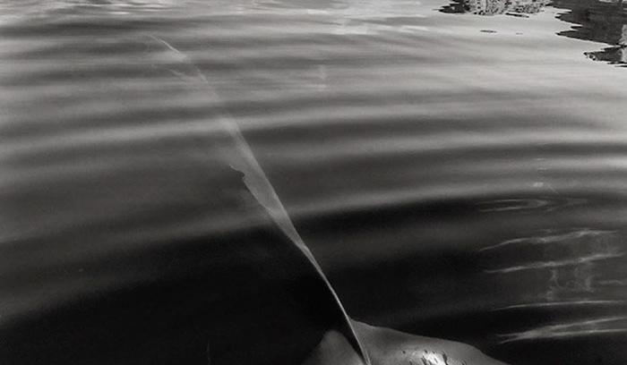 Ce photographe a passé 25 ans à montrer la beauté majestueuse des dauphins et des baleines | #7