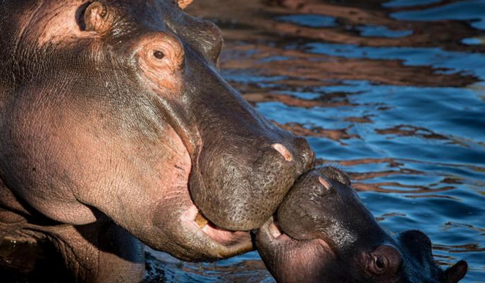 Ces adorables animaux se font des bisous, et ça nous donne envie de faire pareil | #21