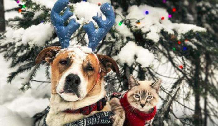 Ce chat et ce chien voyagent partout ensemble, et ils sont vraiment trop mignons | #8