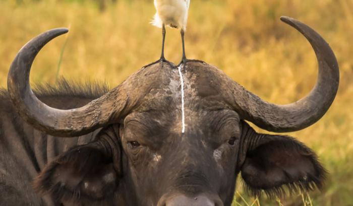 Les 20 photos les plus drôles du prix de photographie humoristique des animaux sauvages de 2016 | #5