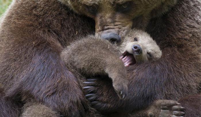Ces mamans ourses et leur ourson sont vraiment trop mignons ! | #4