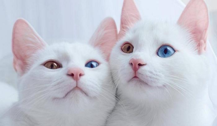 Ces 2 chats blancs aux yeux vairons ont un regard absolument magnifique