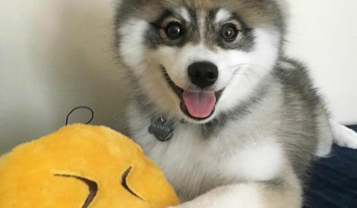 Découvrez Norman, le bébé husky tellement mignon qu'il va vous faire craquer ! | #9