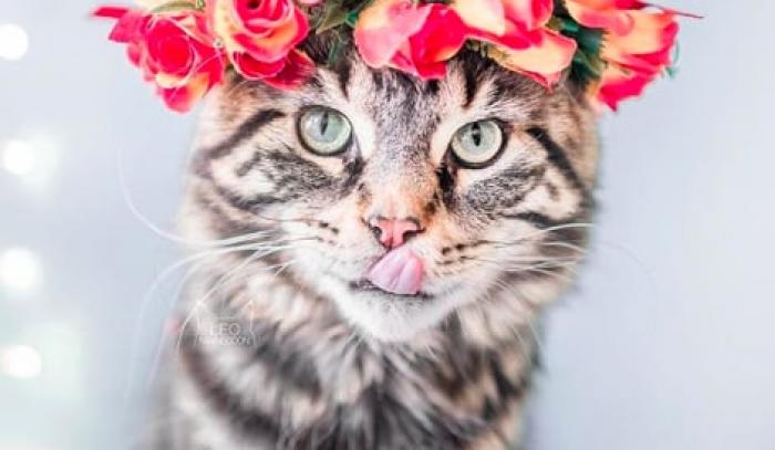 Cette femme prend des photos sublimes de ses chats qui portent des couronnes de fleurs – c'est vraiment trop chou ! | #3