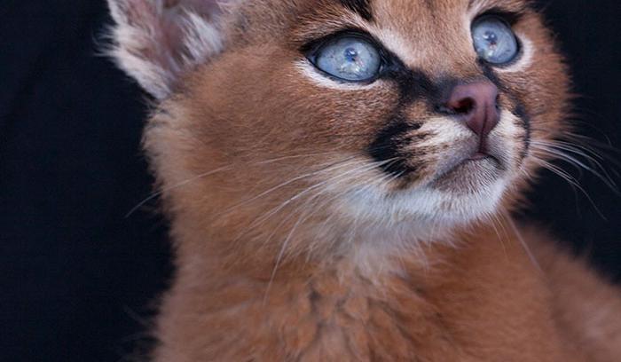 Ces 10 bébés caracals sont tellement mignons qu'ils vont vous faire fondre ! | #8