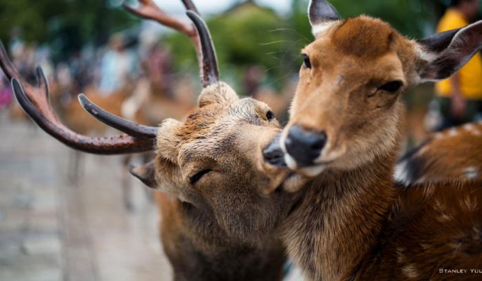 Ces adorables animaux se font des bisous, et ça nous donne envie de faire pareil | #14